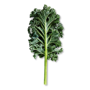 A kelkáposzta antioxidánsokban gazdag, természetes módon erősíti kutyánk immunrendszerét.