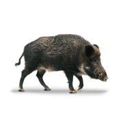 VADDISZNÓ  Hihetetlenül alacsony a szén-dioxid-kibocsátása, így az ökológiai lábnyoma is. Mindez annak köszöhető, hogy szabadon alakítja táplálkozási szokásait és nem próbál megfelelni a mezőgazdaságban alkalmazott takarmányozási trendeknek.