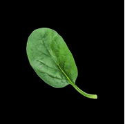 SPENÓT  C vitaminban és antioxidánsokban gazdag, melyek garantálják a szép szőrt és a megfelelő immunfunkciókat.